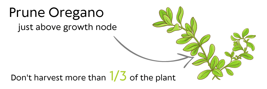 Prune oregano just above growth node illustration - don't harvest more than 1/3 of the plant