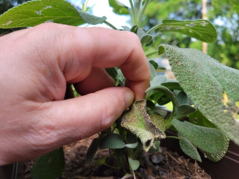 How to Harvest Sage Tips for Optimal Preservation