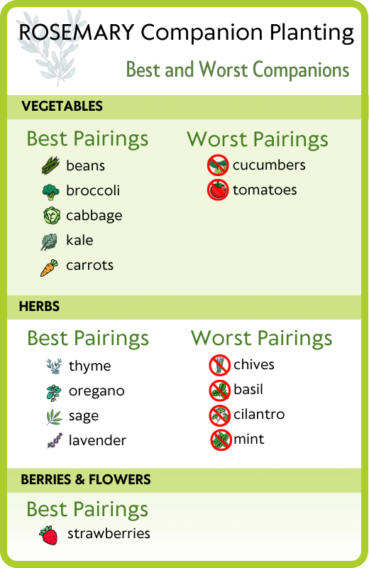 Rosemary companion planting chart - best and worst pairings