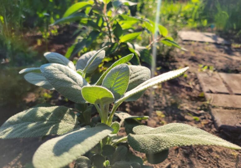 Sage companion planting - garden pavers