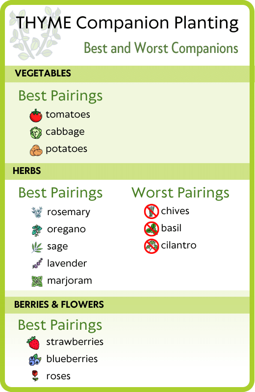 Thyme companion planting chart - best and worst companions