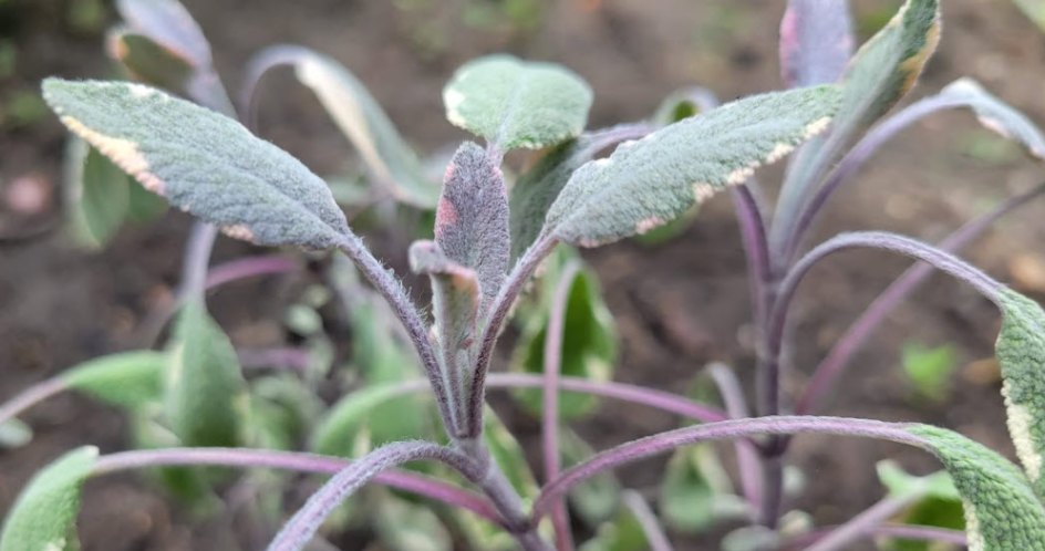 Tricolor sage