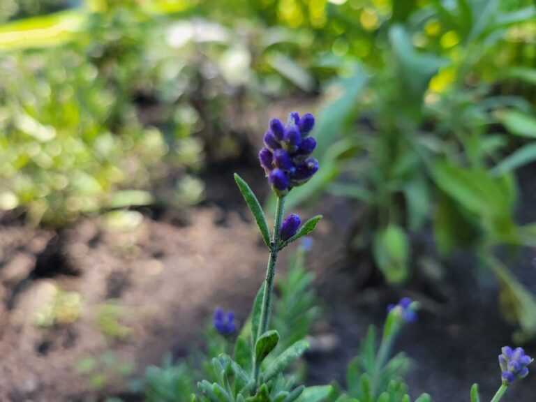 Types of lavender