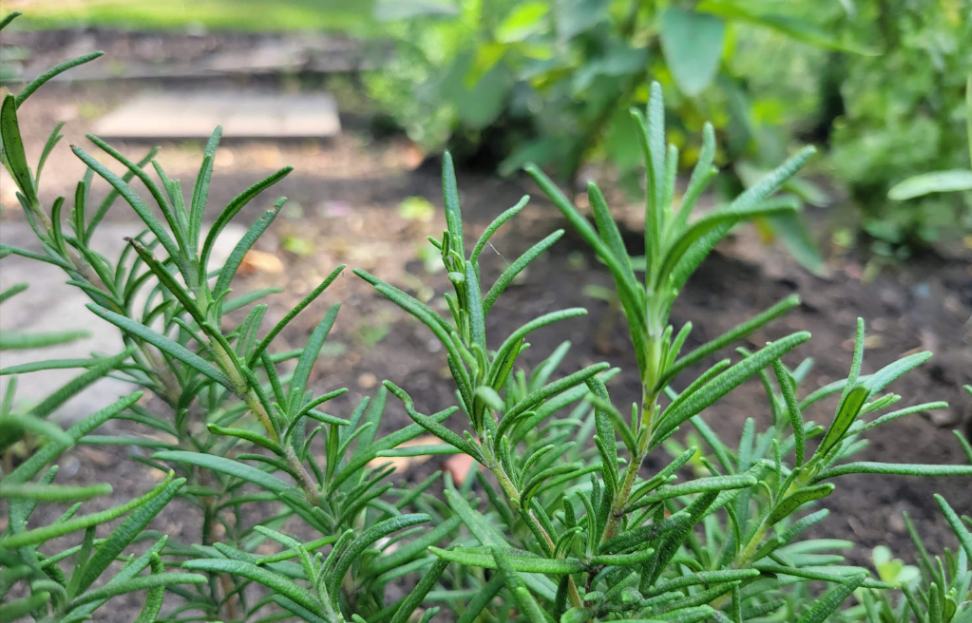 Rosemary Herb Varieties At Betty Kirkland Blog Types Of Rosemary 1