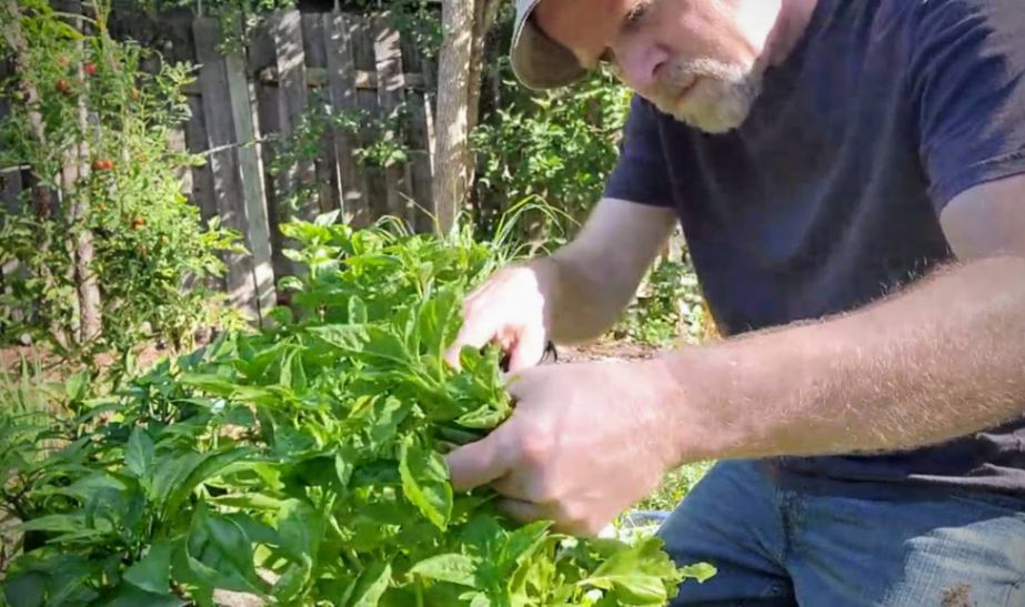 Gardner harvesting basil in herb garden