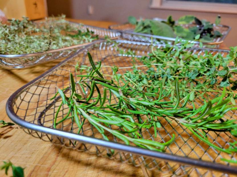 Hardy herbs on air fryer baskets for drying
