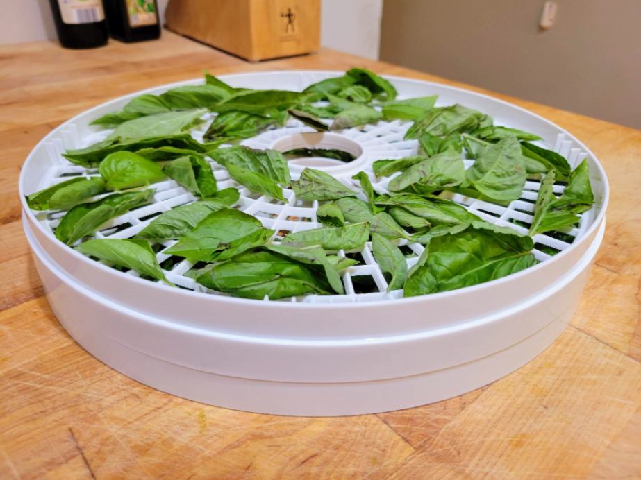 Herbs arranged on food dehydrator trays