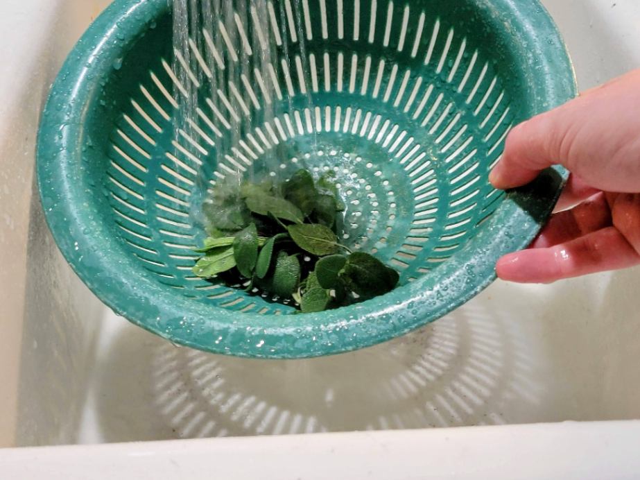 Washing off sage in colander in sink