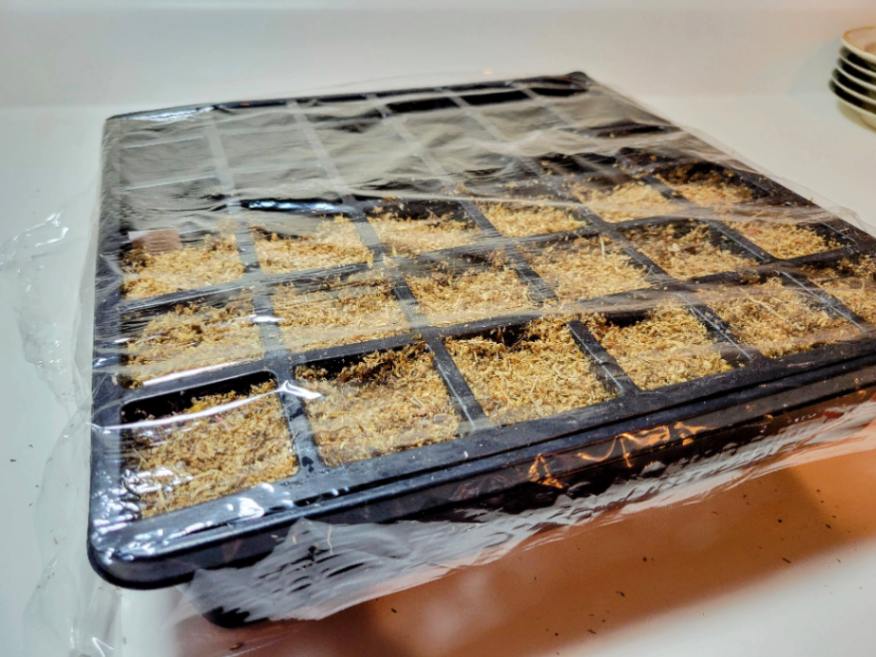 Cover seed starter trays in plastic wrap