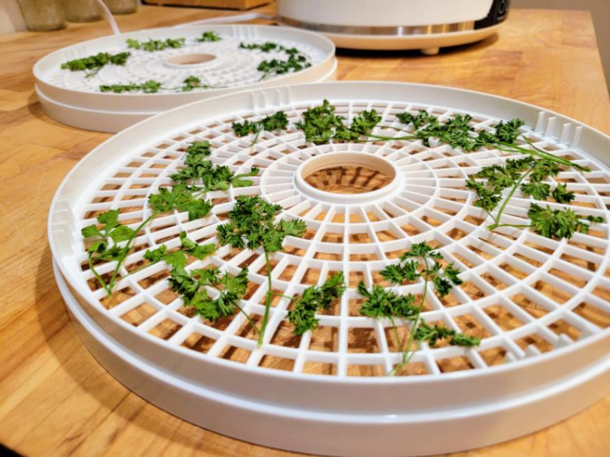 Dried parsley on food dehydrator trays