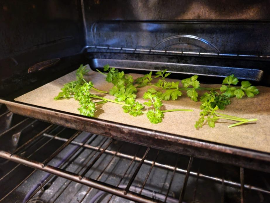 Drying parsley in oven on baking sheet
