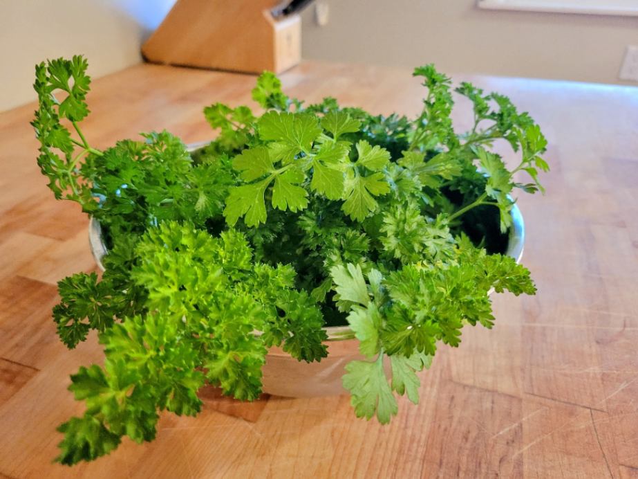 Harvested parsley in bowl on butcher block counter
