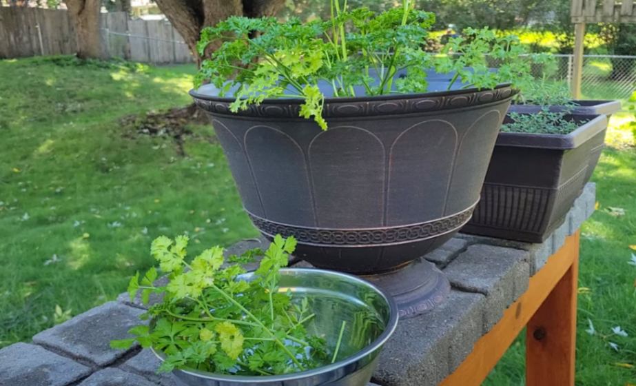 harvesting parsley from container garden