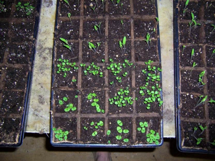 Herbs in biodegradable seed starting trays