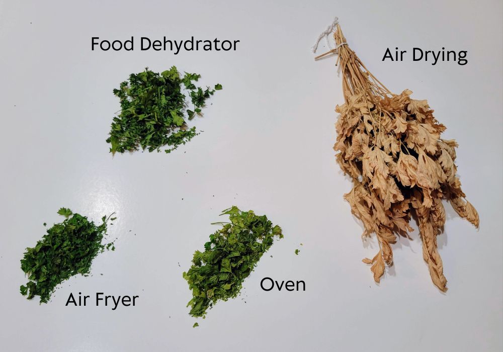 Visual comparison of parsley drying methods