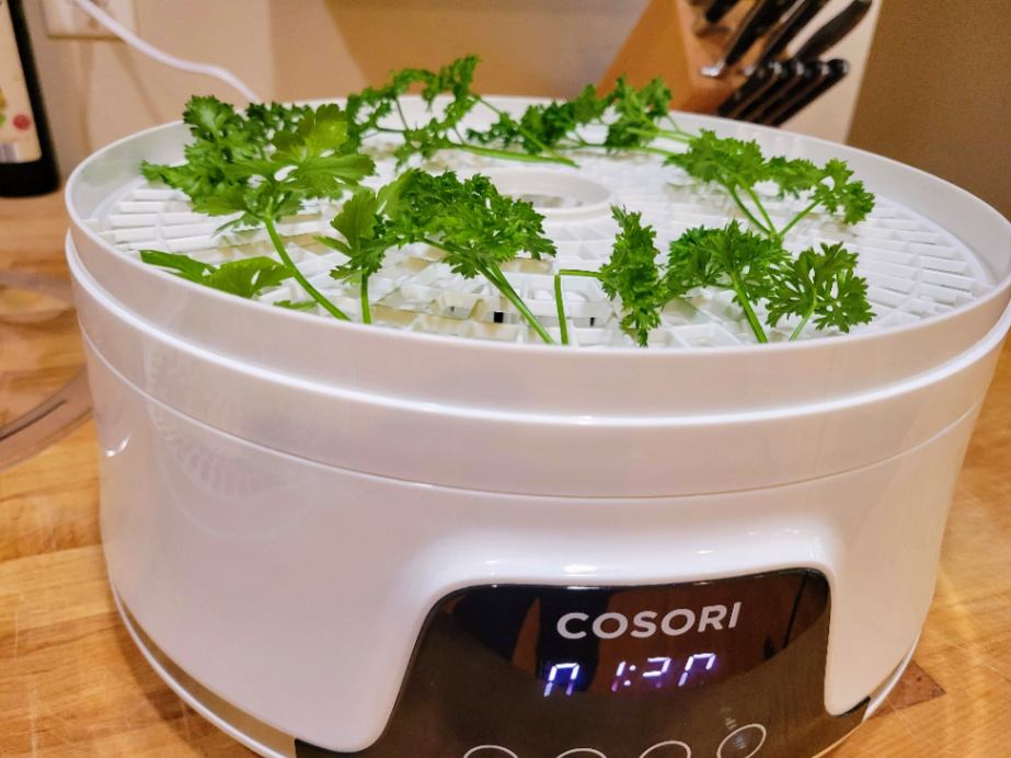 Parsley loaded into food dehydrator for drying