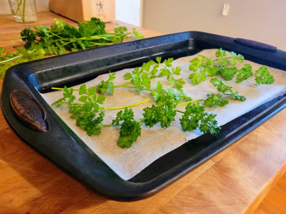Parsley on parchment paper on baking sheet - preparing for oven drying