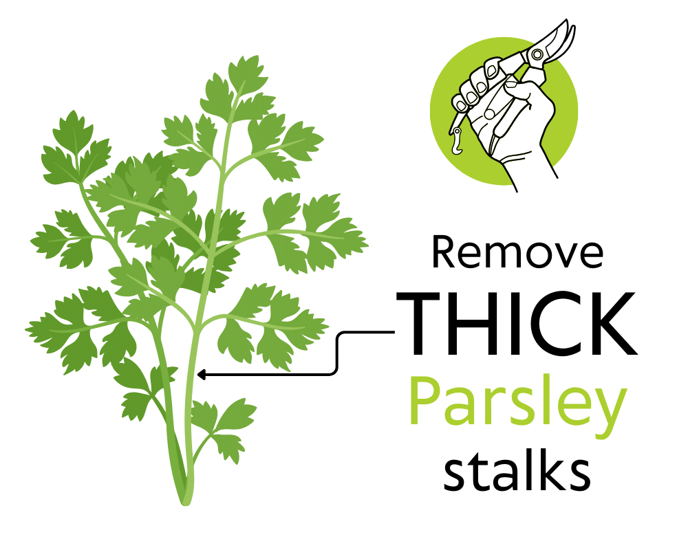 Does parsley bolt? Remove thick parsley stalks to help prevent it.