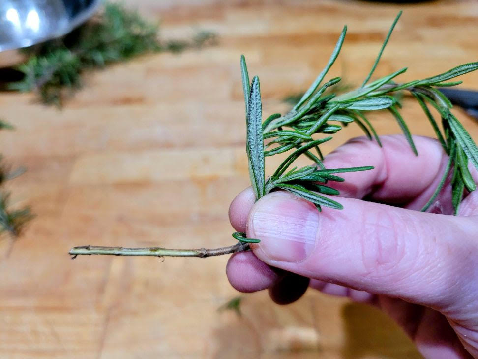 Rosemary cutting stem shaved on one end