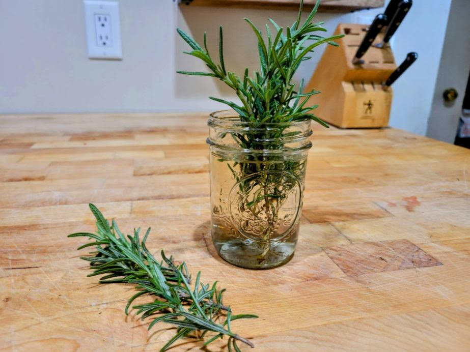 Rosemary cutting rooting in water