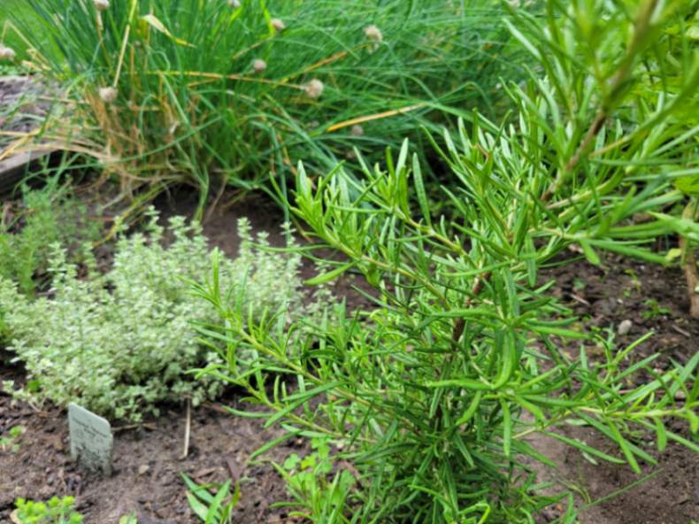 thyme and rosemary in garden