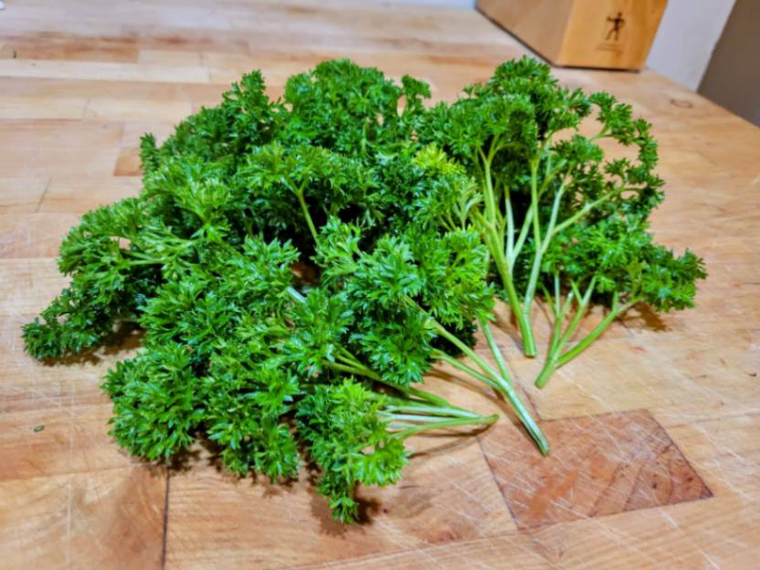 Bunch of curly parsley on a butcher block counter