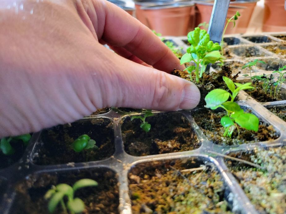 Gently remove herb seedling from seed tray