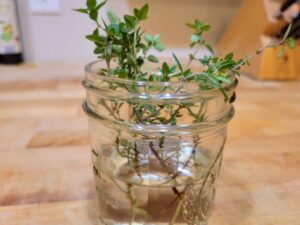 How to grow thyme from cuttings in water