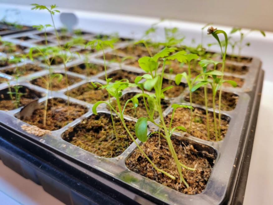 Herb seedlings with true leaves in seed tray