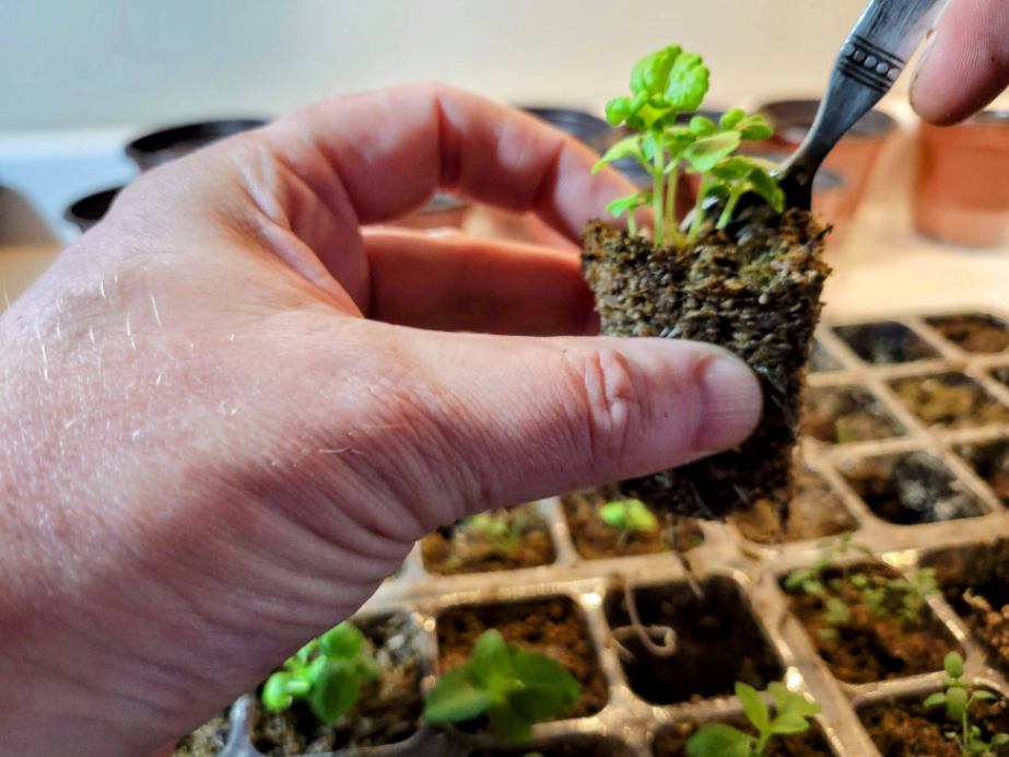 Inspect herb seedling roots