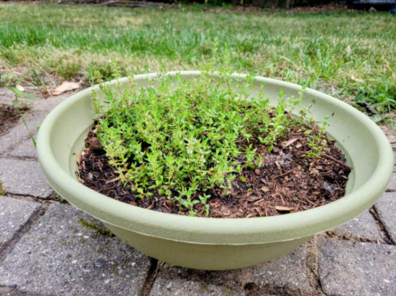 Mulched thyme in patio herb garden container