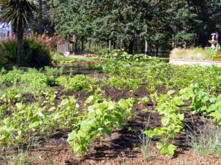 Vegetable gardens on Oregon acreage