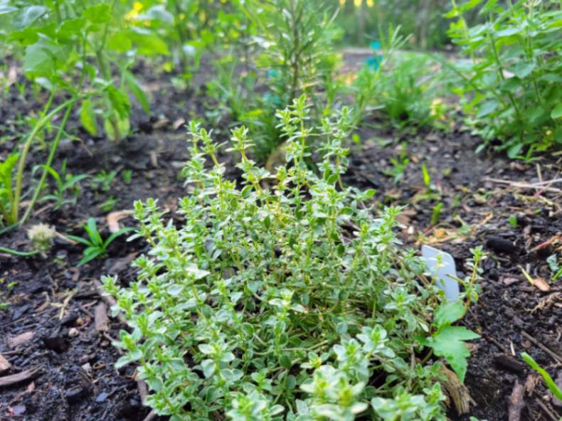 Silver thyme in herb garden