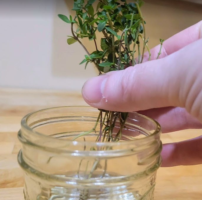 submerge lower portion of branch of thyme cutting into water for rooting