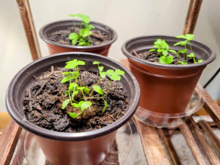 Transplanting herb seedlings into bigger pots