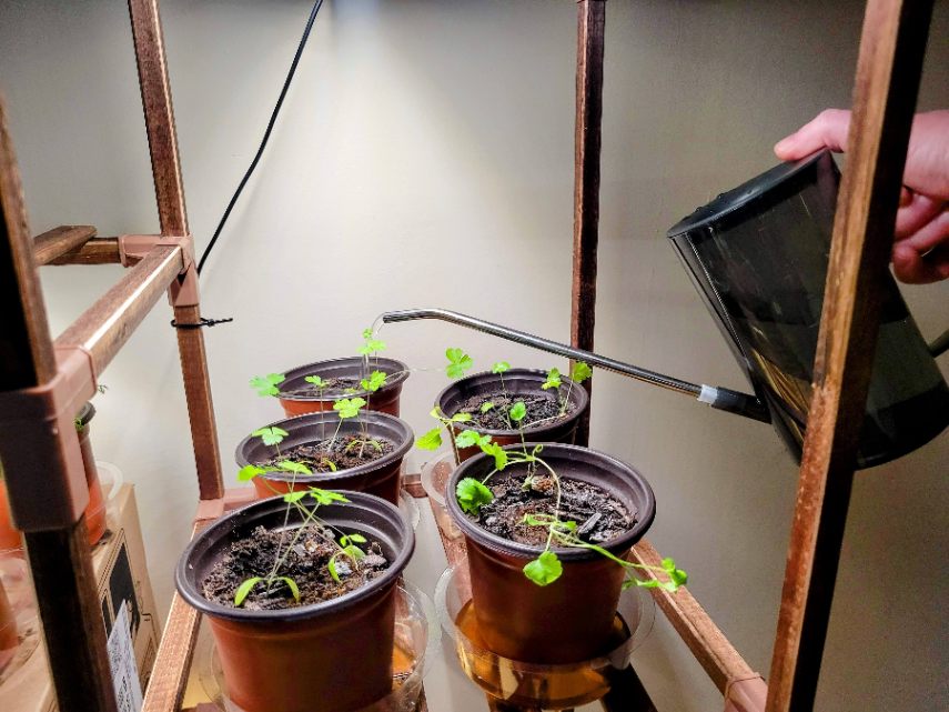 Watering indoor herbs under grow lights with a watering can