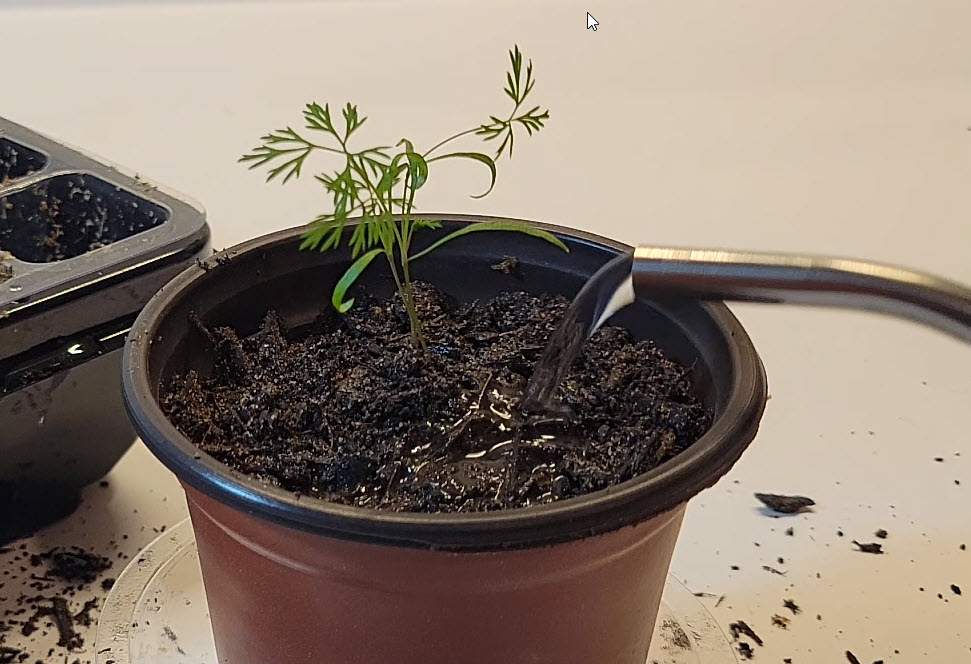 Watering herb seedling close up