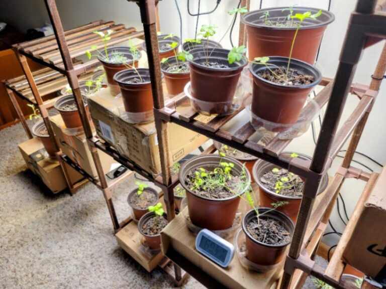 7 Best Indoor Herbs for Low Light