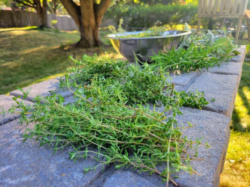 Harvesting thyme sprigs