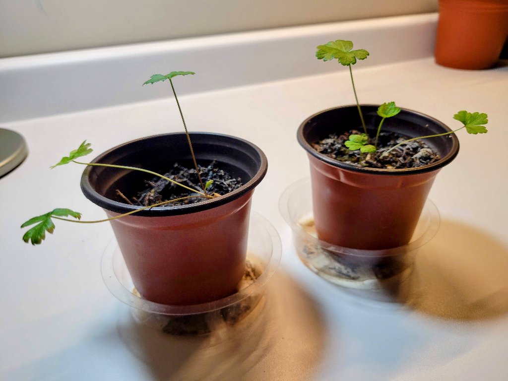 leggy parsley seedlings grown under low light