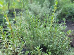 thyme cultivation and culinary uses