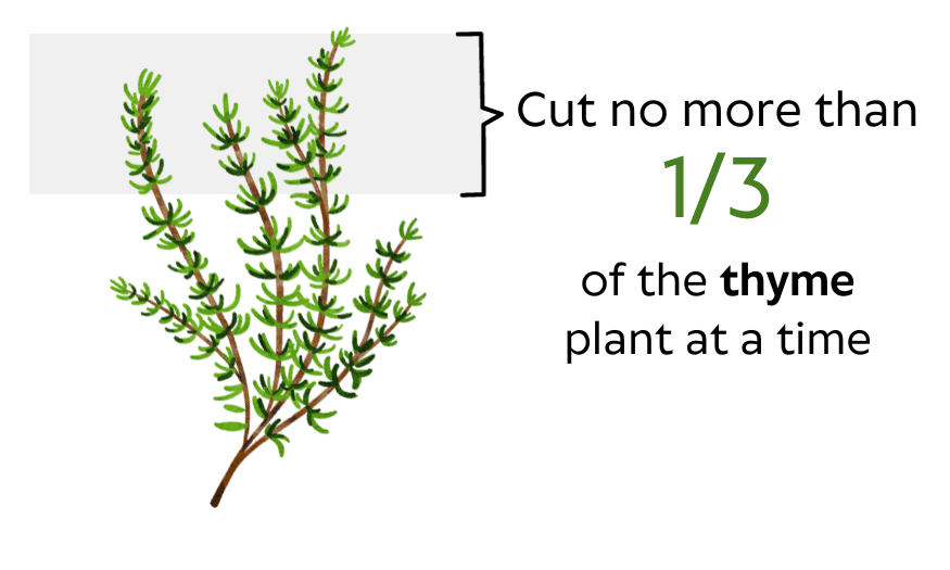 Cut no more than one third of the thyme plant at a time